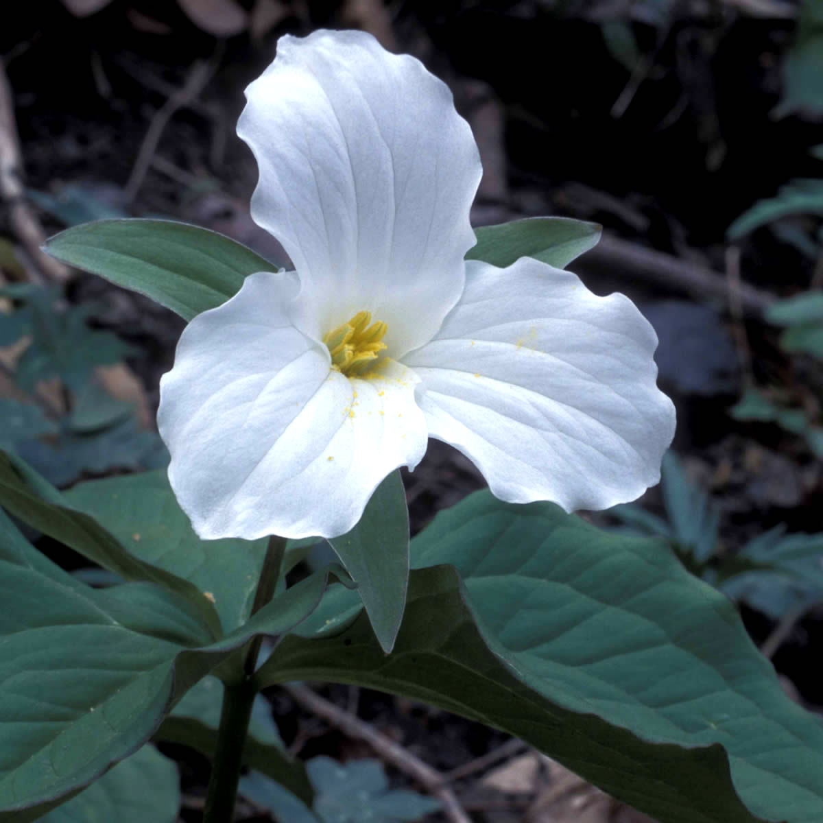 A trillium flower has three distinctive white petals.